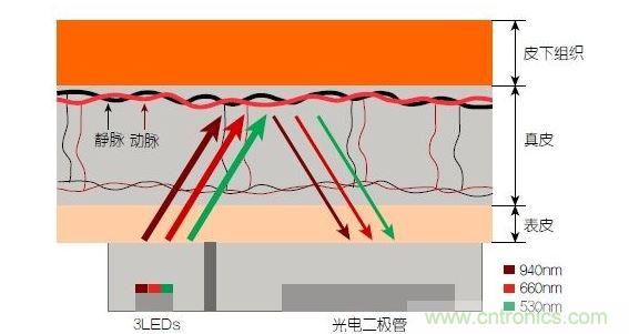 反射光脈搏測量原理。傳感器發(fā)出的光透過皮膚和組織，一部分被吸收，一部分被反射回檢測器。因為動脈中的血流量隨心臟的每次跳動會有所變化，因此光線被吸收的量以及檢測器收到的信號強度也會隨之發(fā)生改變。綠光可以在手腕處提供最佳結(jié)果，而紅光和紅外光一般用于手指測量。 8